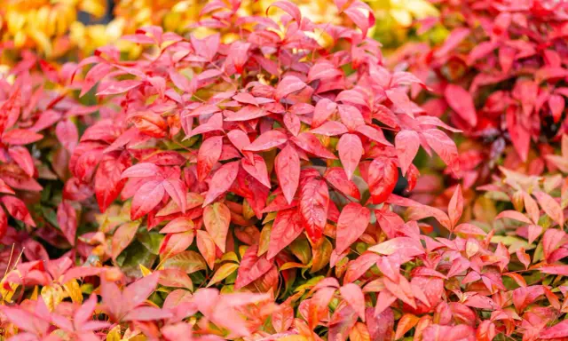 Feuillage d'un bambou sacré aux teintes rouges et orangées, évoquant la chaleur de l'automne.