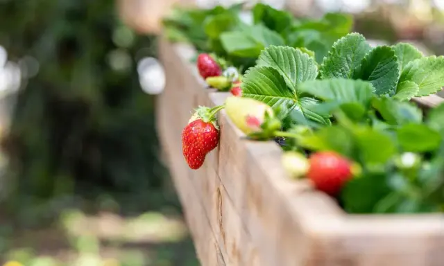 Fraises rouges et vertes mûrissant sur un fraisier remontant dans une jardinière en bois.