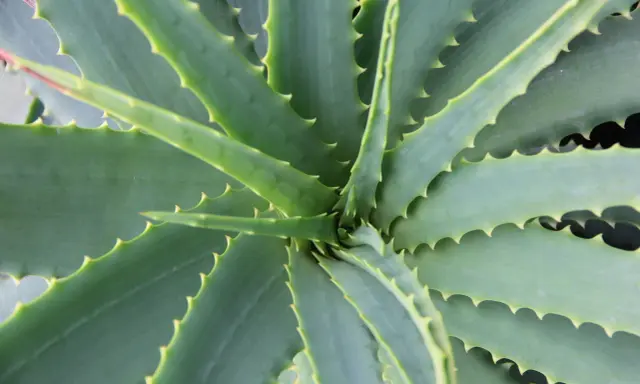 Widok z góry na soczyste, zielone liście aloesu, z charakterystycznymi ząbkami na brzegach. Tak wygląda aloes.