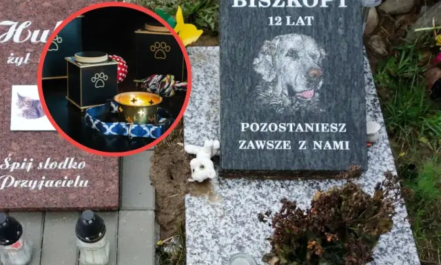 Ile kosztuje kremacja kota? Pełny przewodnik po cenach i procesie