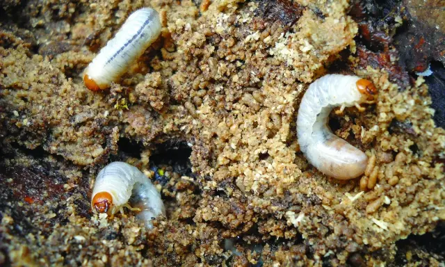 Trois larves de hanneton, blanches et courbées, se nourrissent dans le compost.