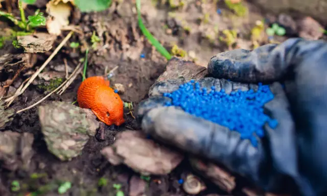 Ręka w rękawiczce rozsypuje niebieskie granulki na ślimaki. Obok leży pomarańczowy ślimak.
