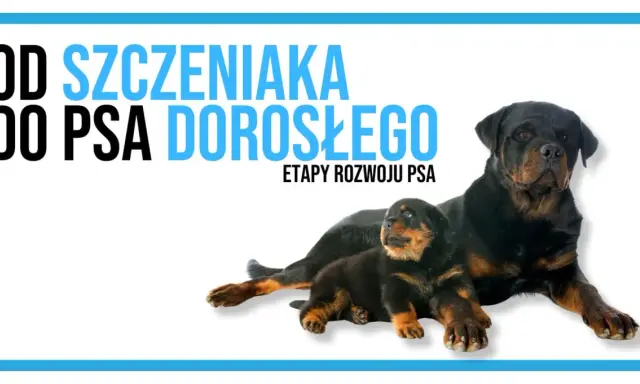 Dorosły Rottweiler i szczeniak leżą obok siebie, symbolizując etapy rozwoju psa, od kiedy szczeniaki zaczynają chodzić do dorosłości.