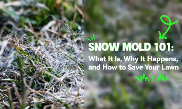 Close-up of grass showing white, web-like strands, indicative of snow mold disease. Text reads "SNOW MOLD 101: What It Is, Why It Happens, and How to Save Your Lawn.