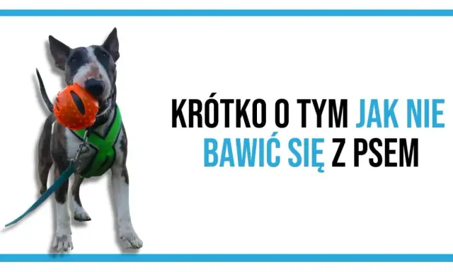 Bullterier z pomarańczową piłką w pysku. Napis: Krótko o tym jak nie bawić się z psem.