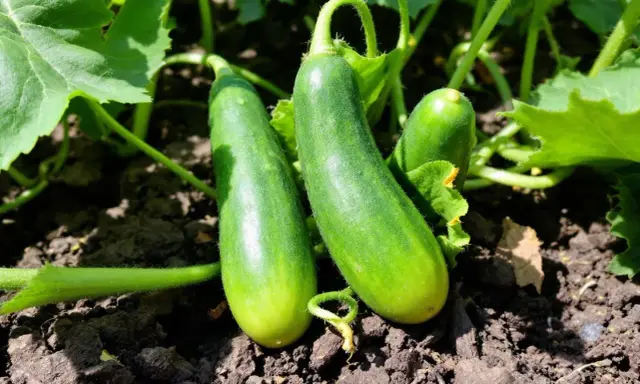 Trois concombres verts poussent sur un pied de concombre, entourés de feuilles luxuriantes et de terre sombre.