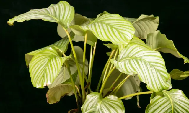 Calathea con hojas verdes y blancas, algunas con bordes amarillos, sobre fondo oscuro.