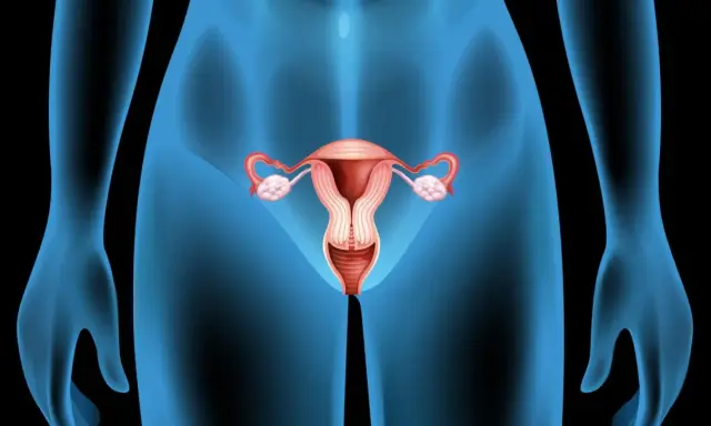 Anatomia kobieca: macica, jajowody, jajniki i pochwa. Różne rodzaje cip są częścią tej złożonej anatomii.