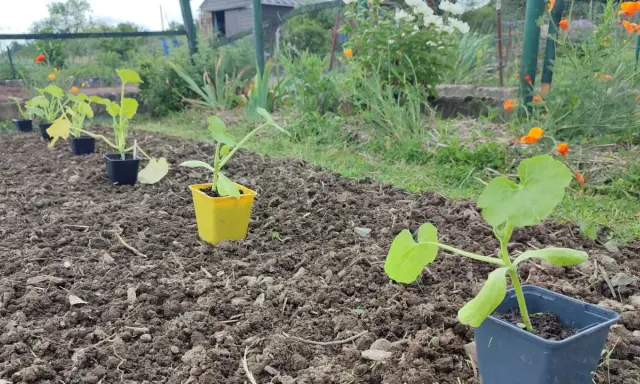 Jeunes plants de courgette prêts à être repiqués dans le potager. Le sol est préparé, les fleurs de coquelicot annoncent l'été.