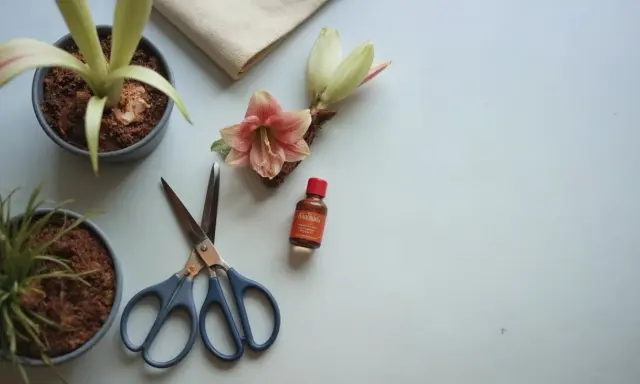 Förberedelser för att spara amaryllis: en blomma, en knopp, en kruka med växt, en liten flaska och en sax ligger på en ljus yta.