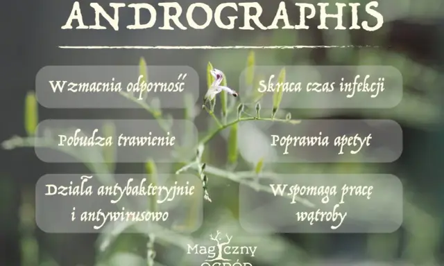 Brodziuszka wiechowata: wzmacnia odporność, skraca infekcje, działa antybakteryjnie i antywirusowo. Wspomaga trawienie i pracę wątroby.