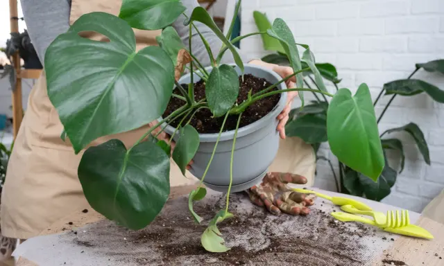 Monstera w nowej doniczce. Przesadzanie monstery po zakupie to ważny krok dla jej zdrowia.
