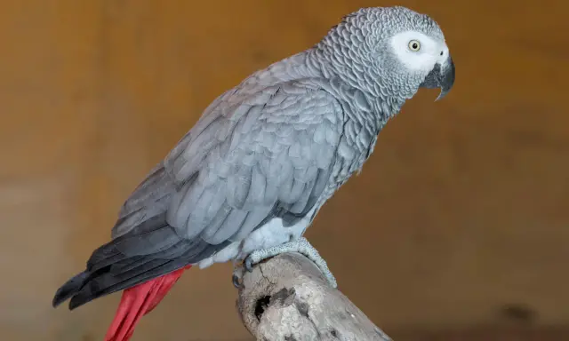 Un elegante uccello cenerino, con piume grigie e una coda rossa vivace, posa su un ramo.
