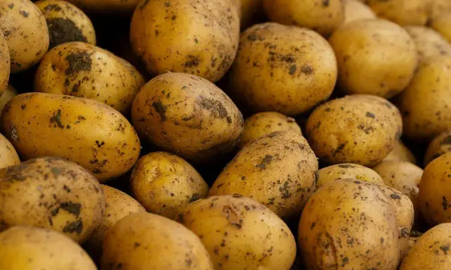 Góra ziemniaków, które po ugotowaniu z solą mają ok. 80 kcal na 100g.