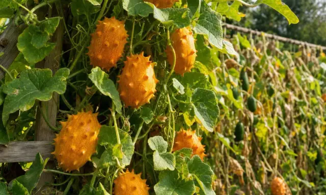 Des concombres kiwano, fruits épineux orange vif, poussent sur une treille. La culture du concombre est ici mise en avant.