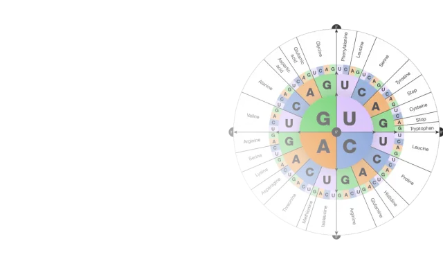 Diagrama circular que muestra las bases nitrogenadas del ADN y ARN, asociando codones con aminoácidos.