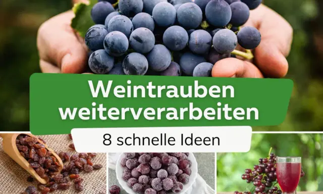 Frische Trauben in Händen, Rosinen, gefrorene Beeren und Traubensaft – Ideen, wie Sie Weintrauben weiterverarbeiten können.