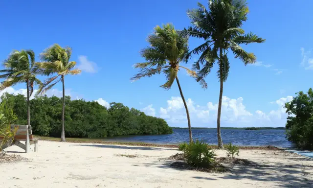 Palme su spiaggia sabbiosa, mare blu e vegetazione lussureggiante. Un invito a esplorare la costa atlantica, un itinerario da sogno.