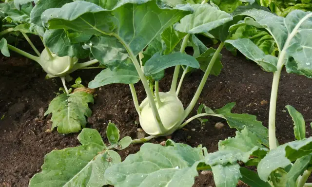 Kohlrabi plants in a garden bed, ready for harvest when the bulb reaches 2-4 inches in diameter.
