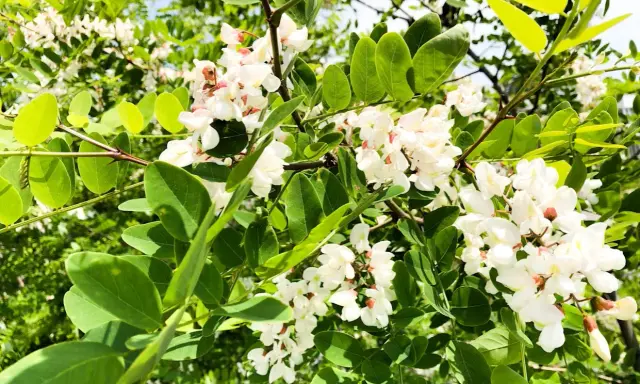 Grappes de fleurs d'acacia blanches et parfumées, ornées de feuilles vertes vives sous un ciel bleu.