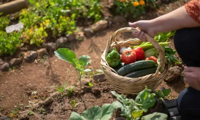 Panier de légumes frais, idéal pour savoir quoi planter en mai. Tomates, concombres, poivrons, ail et céleri dans un jardin.