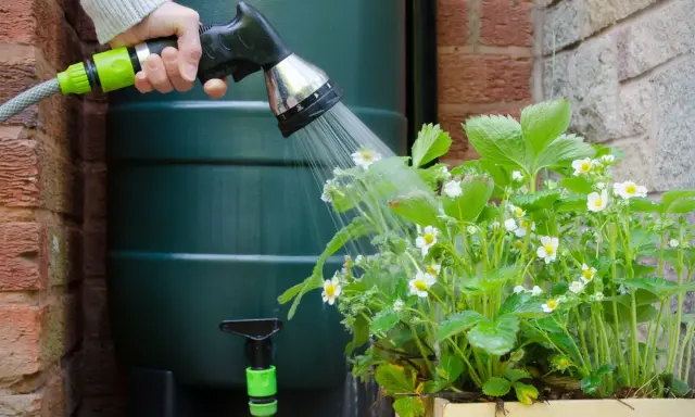 Arrosage de fraisiers en fleurs avec un tuyau connecté à un récupérateur d'eau de pluie, un schéma d'arrosage automatique avec pompe serait idéal.
