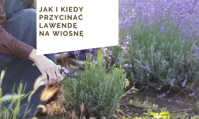 Cięcie lawendy: Kiedy i jak, by kwitła obficie? Poradnik Włodzisława Lisa