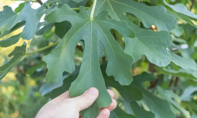 Une main touche une grande feuille de figuier verte, aux lobes profonds, sur un fond flou de verdure.