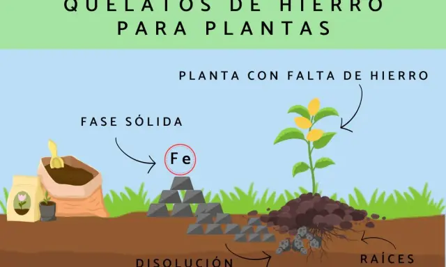 Ilustración muestra cómo el quelato de hierro en fase sólida se disuelve para nutrir las raíces de una planta con hojas amarillas por falta de hierro.