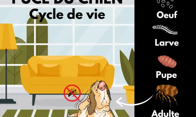 Cycle de vie de la puce du chien : œuf, larve, pupe, adulte. Pour savoir comment enlever les puces d'un chien rapidement, comprenez leur cycle.