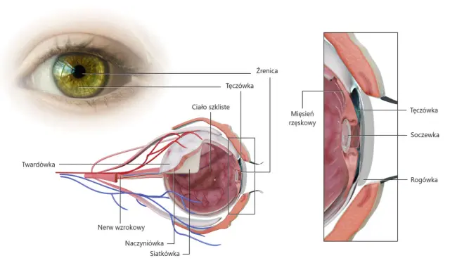 Anatomia oka: tęczówka, soczewka, rogówka, ciało szkliste, nerw wzrokowy. To skomplikowany aparat ochronny oka.