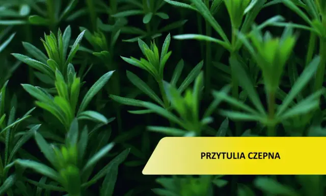 Przytulia czepna w ogrodzie? Skutecznie ją zwalcz i zapobiegaj!