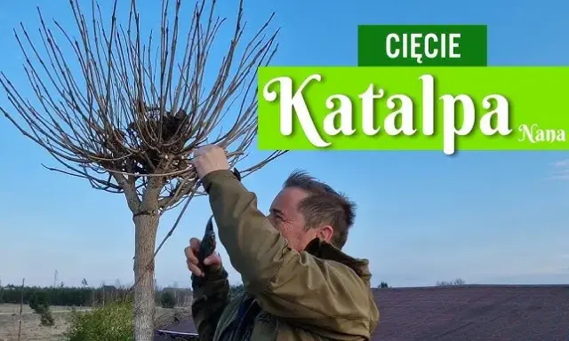 Jak przycinać katalpę (Nana)? Poradnik krok po kroku od eksperta