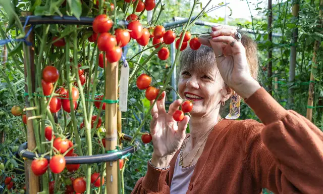 Une femme souriante cueille des tomates cerises mûres dans un jardin. Elle semble gourmande et prête à déguster ces fruits frais.