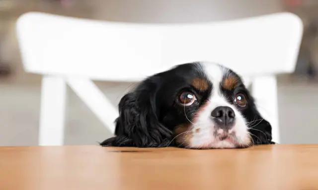Un cachorro con ojos de cachorro mira con esperanza desde detrás de una mesa de madera.