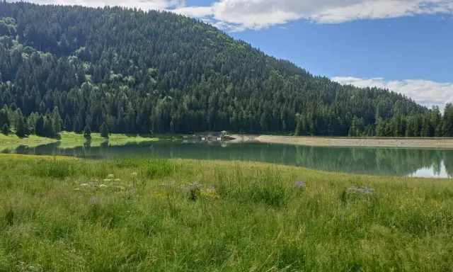Prato fiorito e verdeggiante che si estende verso il lago di Lova, incastonato tra una rigogliosa foresta di conifere e un cielo azzurro con nuvole bianche.