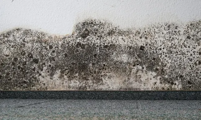 Muri bianchi con estesa muffa a puntini scura e grigiastra che avanza dal basso, creando un effetto maculato.