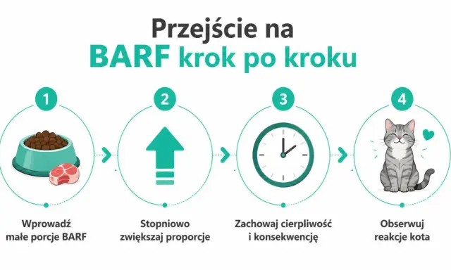 Przejście na BARF krok po kroku: małe porcje, stopniowe zwiększanie, cierpliwość i obserwacja reakcji kota. Jak karmić kota zdrowo!