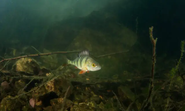 En abborre, sveriges vanligaste fisk, simmar bland stenar och grenar i grumligt vatten.