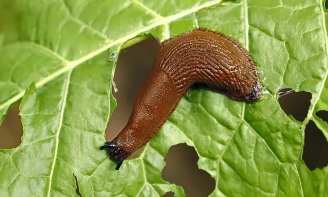 Une limace de jardin, marron et luisante, se déplace sur une grande feuille verte trouée.