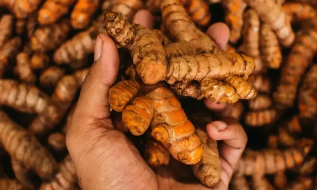 Dłoń trzyma świeżą kurkumę. Ta przyprawa, znana z właściwości przeciwzapalnych, pomaga na wiele dolegliwości.