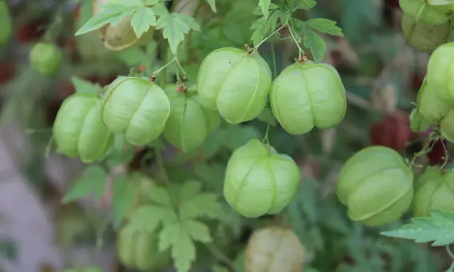 Des pois de cœur verts et gonflés pendent d'une vigne feuillue, certains déjà teintés de rouge.