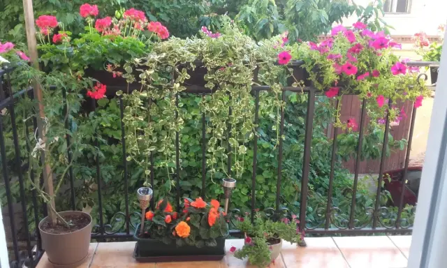 Balkon pełen kwiatów: różowe pelargonie, petunie i zwisające pnącza tworzą kolorową kompozycję.