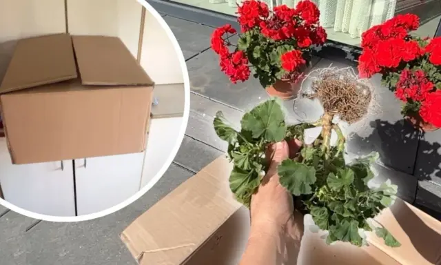Jak przezimować pelargonie w kartonie? Przygotowanie roślin do zimowania, wykopanie z ziemi i schowanie do kartonu.