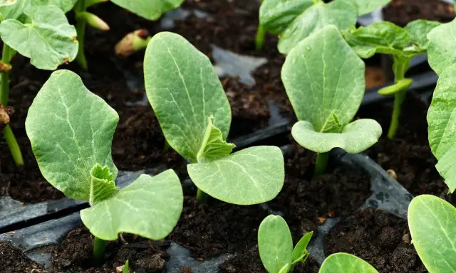 Jeunes semis de courgette en intérieur, leurs premières feuilles vertes s'ouvrent sur la terre.