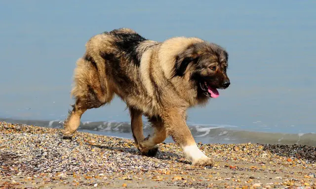 Un majestueux berger de Caucase, à la fourrure épaisse, trotte sur une plage de galets, la langue pendante, près de l'eau bleue.
