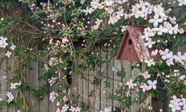 Clematis rankt üppig an einem Holzzaun, ein Vogelhaus hängt zwischen den Blüten. Der ideale clematis standort für diese zarte Pracht.