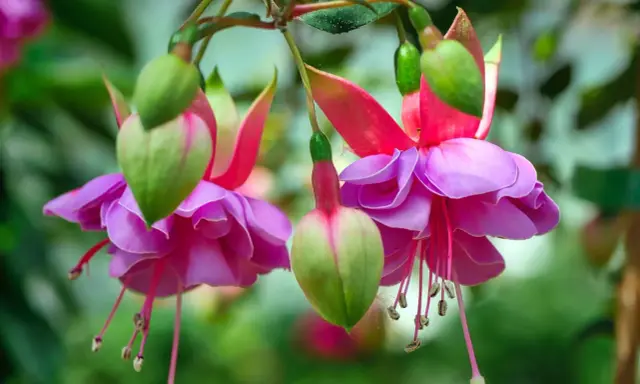 Fleurs de plante fuchsia aux pétales roses et violets, avec des boutons verts pendant.
