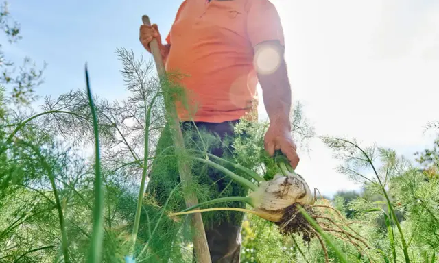 Un homme récolte un bulbe de fenouil frais, témoignant d'une belle culture fenouil. Le soleil brille sur le jardin.