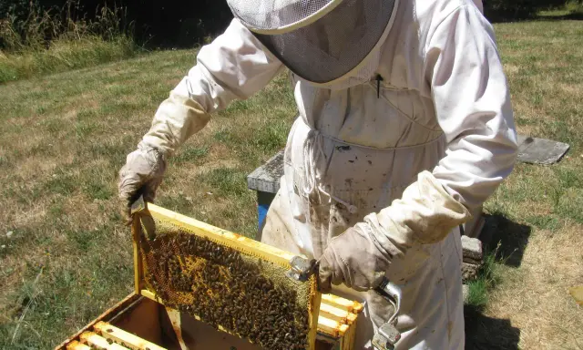 A beekeeper in a protective suit inspects a frame teeming with bees, a scene from a master beekeeper program.